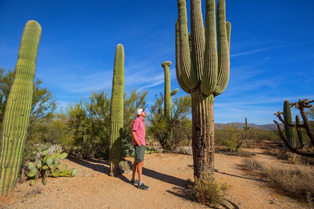 Big,Saguaro,Cactus,In,A,Mountains,,Arizona,,Usa
