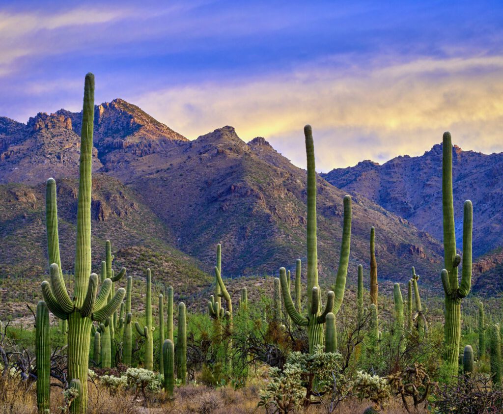 Tall,Saguaro,Cacti,Stand,Guard,Before,The,Majestic,Santa,Catalina